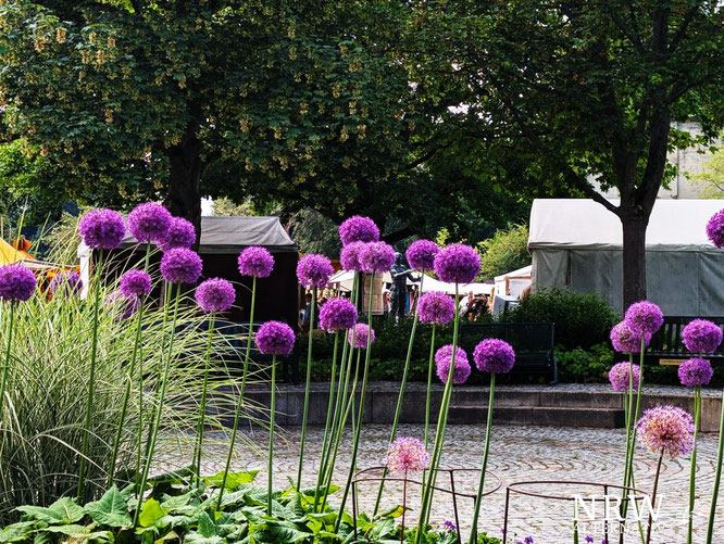 Blumen und Zelte: Das Mittelalter im Maxipark
