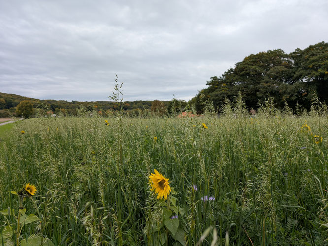 Feld mit Sonnenblumen, Gräsern und Kräutern.