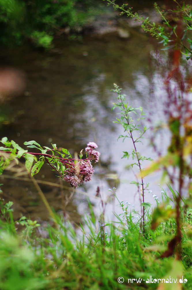 Blumen und Gräser am Rande des Flüsschens Rosenau.