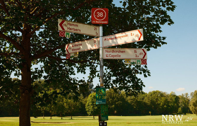 Ein Baum in einem Park, dabene ein Radwegweiser.