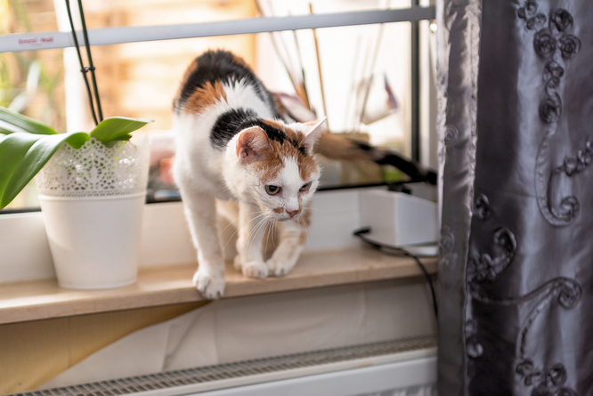 Katze Emma wird munter und verlässt die Fensterbank © dokuphoto.de / Friedhelm Herr