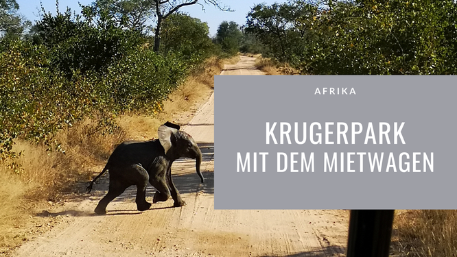 Krugerpark, Krugerpark, Safari, Krugerpark mit Mietwagen, kleiner Elefant läuft über Strasse