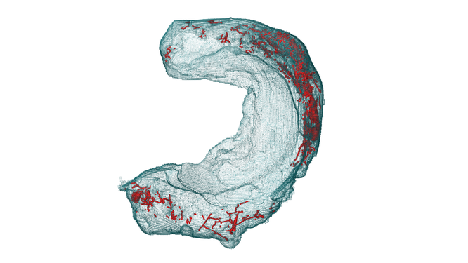 Der Meniskus und sein Netzwerk aus Blutgefäßen in einem 3D-Rendering. Der Verlauf der Blutgefäße (rot) ist deutlich zu erkennen. Bild: Empa