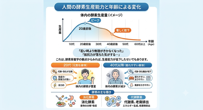人間の酵素生産能力と年齢による変化