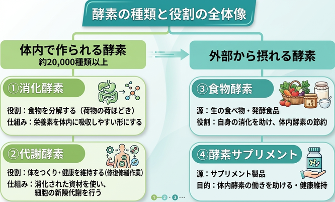 酵素の種類