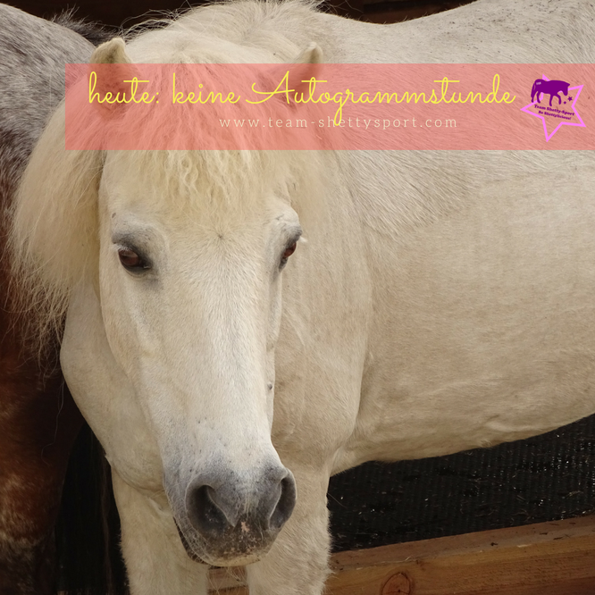 Shetlandpony Shetty Schimmel