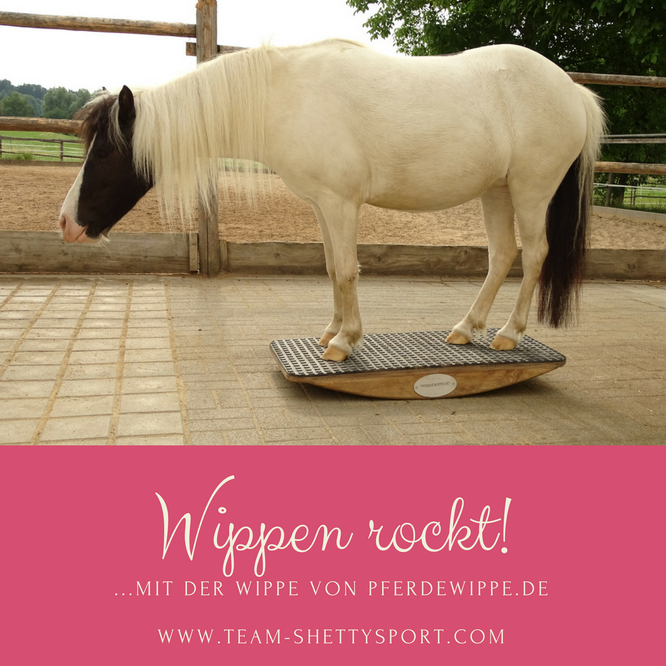 Pferdewippe, Shetlandpony, Pferdetraining