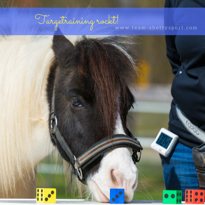 Nasentarget Targettraining Clickertraining Pferd Farbunterscheidung Shetty
