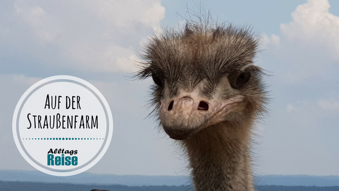 Besuch der Straussenfarm Tannenhof im Odenwald