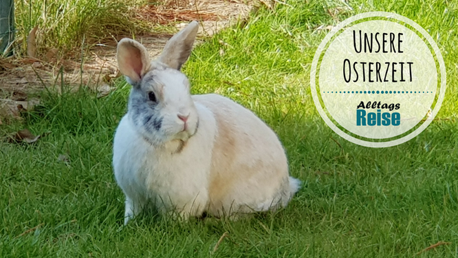 Unser Kaninchen Max