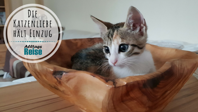 Unsere Katze: Lilli