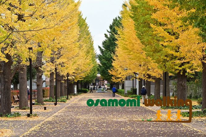 昭島駅北口イチョウ並木通りで開催中！昭島・立川のウォーキング教室は、全身ウォーキングのオサモミ整体院