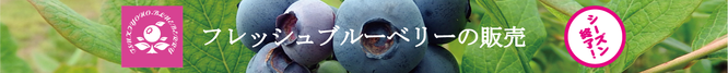 フレッシュブルーベリーの栽培と販売　月夜野ブルーベリー