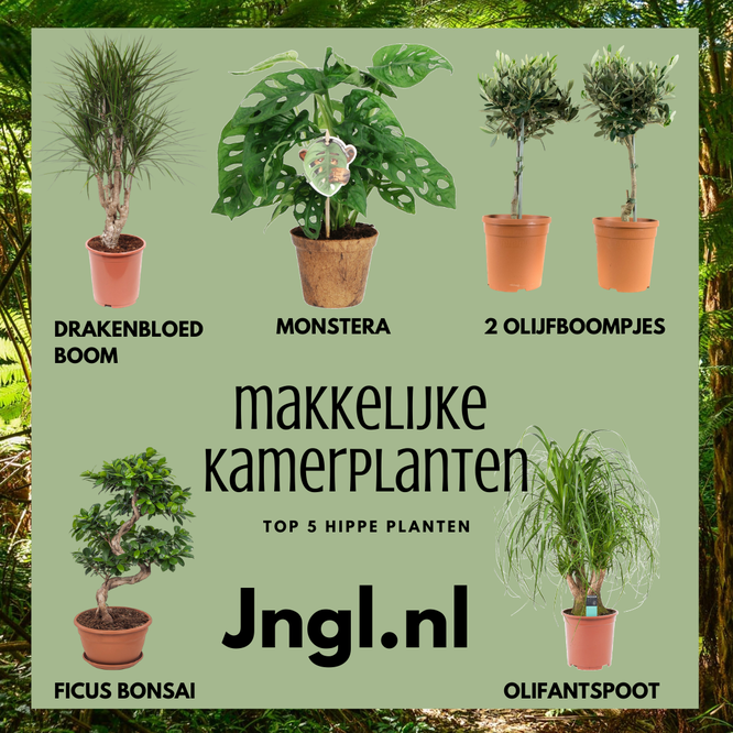top 5 makkelijke en hippe kamerplanten