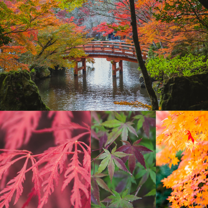 Japanse Esdoorn de Acer in alle kleuren