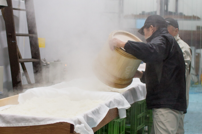 行き先は麹室の前。最初に掘り出したのは麹米にするための蒸米だった！ 台の上でしばらくさらして冷ます。