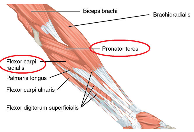 *Flexor carpi radialis=橈側手根屈筋、Pronator teres=円回内筋