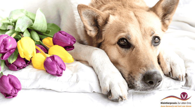 dierenarts Zur Alten Ems in Rhede – Duitsland