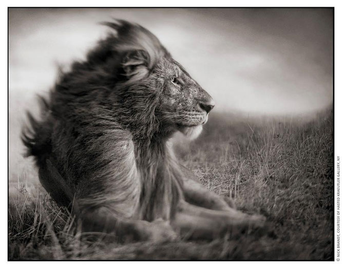 Lion Before Storm II - Sitting Profile, Maasai Mara, 2006 — Nick Brandt