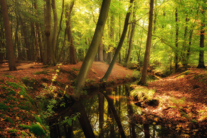 Leuvenumse bos, hierdense beek