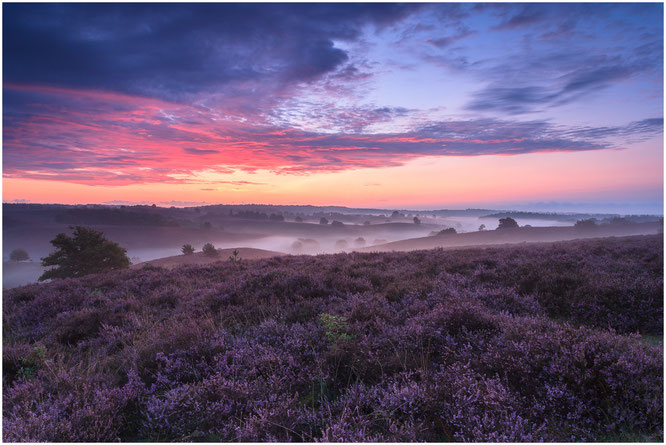 Posbank in bloei tijdens een sensationele zonsopkomst augustus 2014