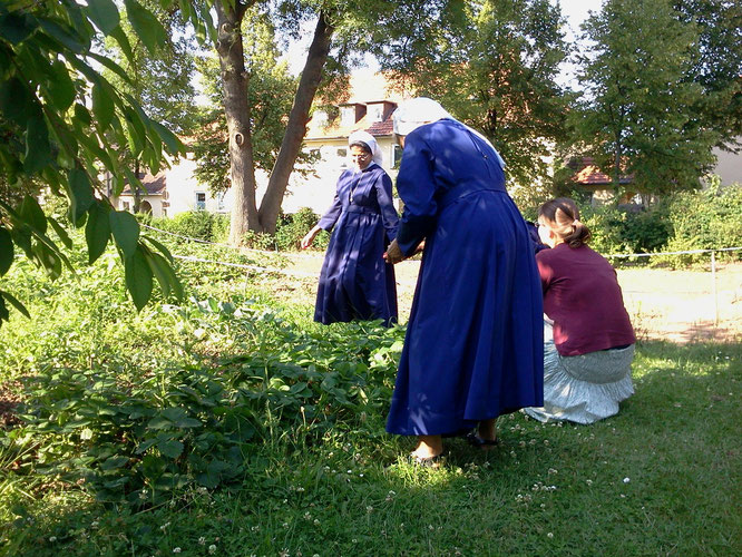 Erdbeerernte im Frauengarten am Rothenberg beim Marienkrankenhaus