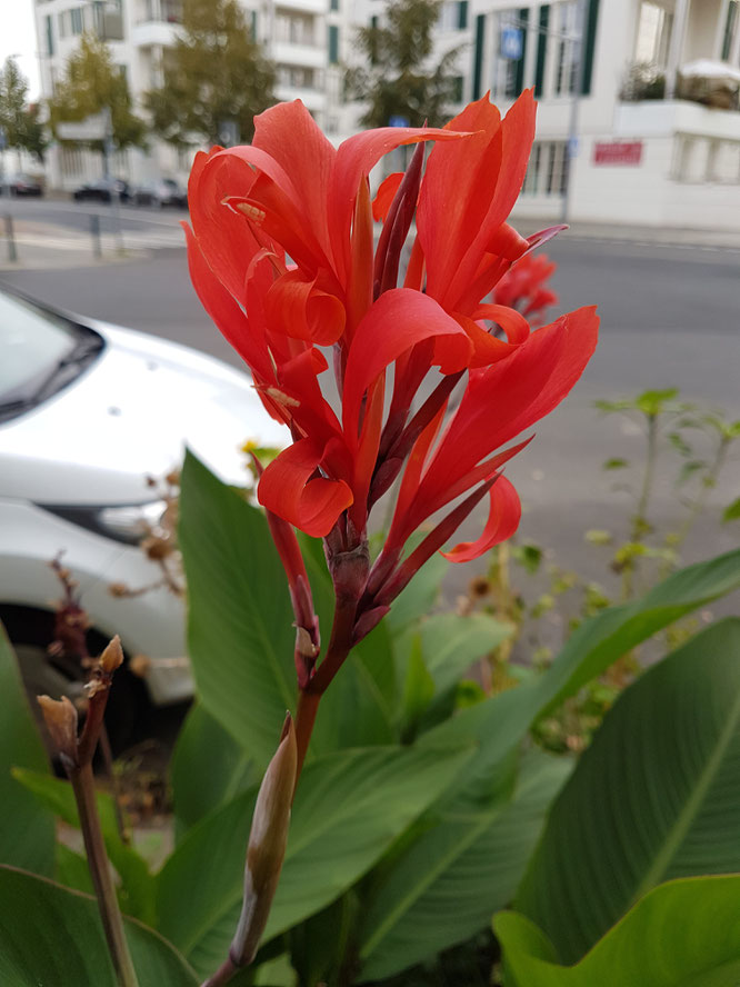 #Mompositivity: Blume vor Straße als Symbol für das Positive und Besondere im Alltag.