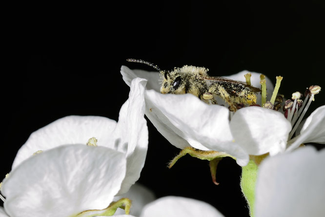 Wildbiene in Kirschblüte     Foto: Josef Taphorn