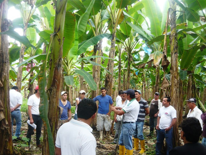 Charla de un experto fitosanitario en una plantación de plátano barraganete. El Carmen, Ecuador.