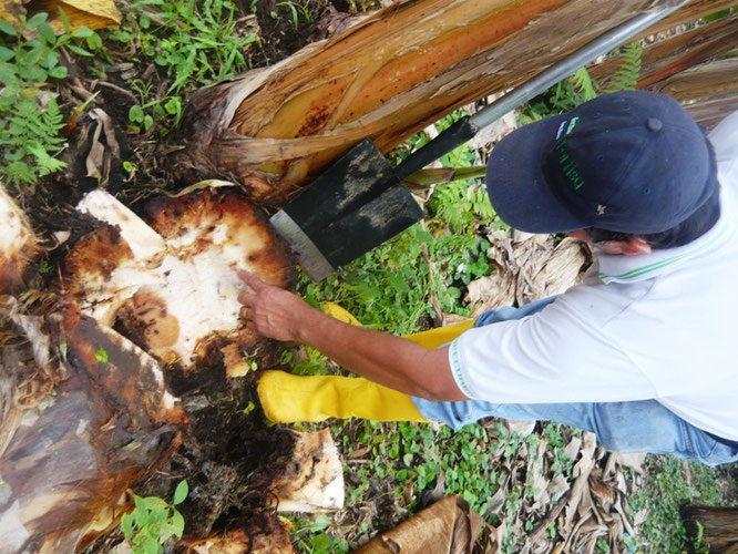 Cepa de un tallo de plátano con evidencias de estar infestado por el picudo negro. El Carmen, Ecuador.