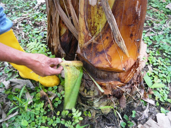 Tallo de plátano barraganete con una trampa contra el picudo negro en la cepa. El Carmen, Ecuador.
