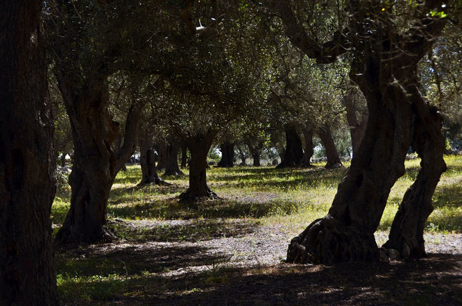 Copyright, AincaArt, Ainca Kira, Foto und Text, Writer, Photographer, Photography, Olivo, Olivenbaum, Olivenhain, Oliveto, Uliveto, Olive Grove, Salento, Dome li Scusi, Minervino, Salento, Puglia, Apulien