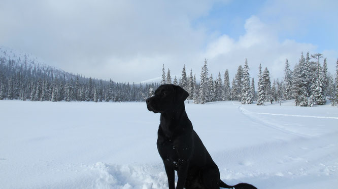 Indy in Lapland, near Keimiöjärvi (photo: Ralf Wilker)