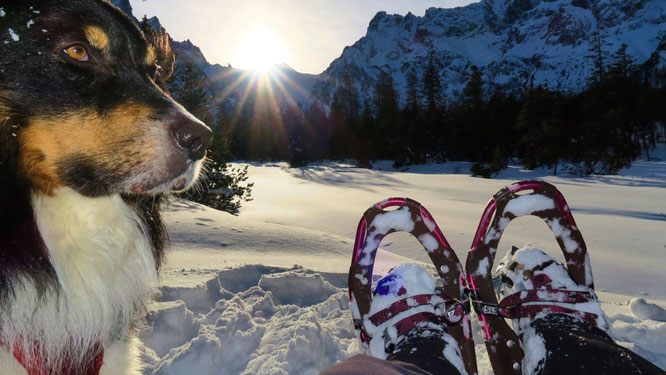 Wandern mit Hund im Wimbachgries I Winter
