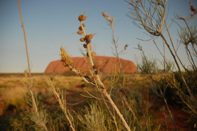 Seeing Uluru was my dream of dreams come true.