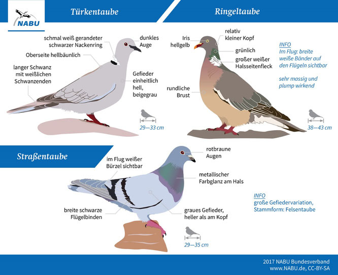 Turteln und Füttern - NABU Leipzig