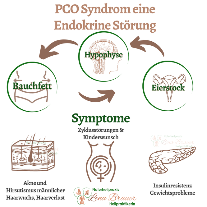 PCOSyndrom München Naturheilkunde Therapie Heilpraktikerin Lena Brauer München Nymphenburg