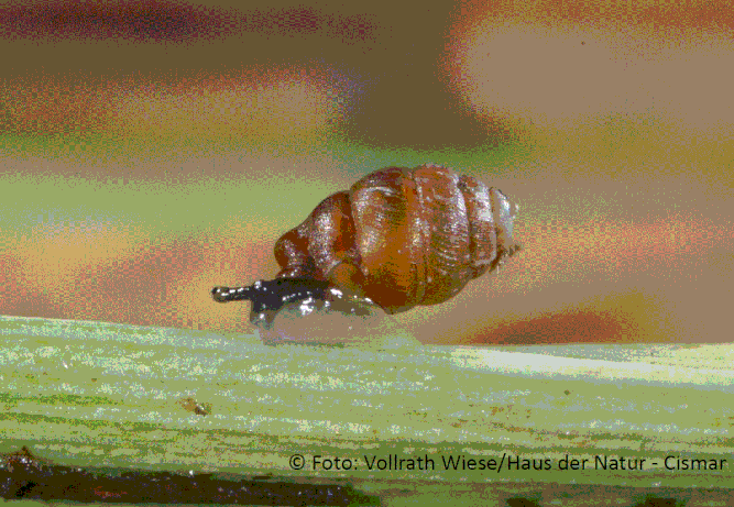 Schmale Windelschnecke (Vertigo angustior). © Foto: Vollrath Wiese/Haus der Natur - Cismar