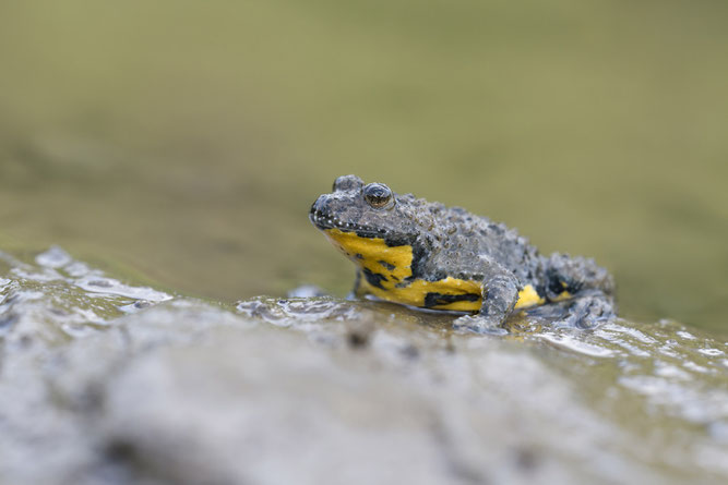 Gelbbauchunke (Bombina variegata) / Foto: Christoph Bosch