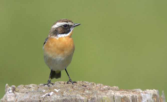 Braunkehlchen (Saxicola rubetra) / Foto: Maik Sommerhage