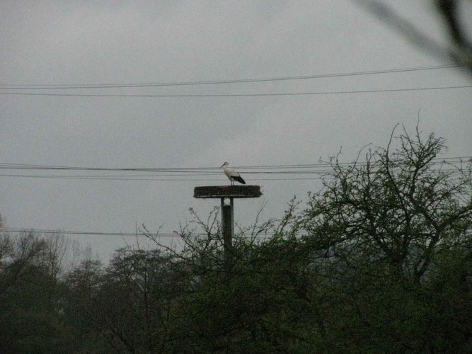 09.04.2012: Storch auf unserer Nisthilfe in Hagen / Foto: Sallermann