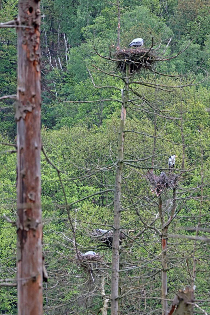 Abb.1: Der Blick auf einen Teil der Graureiherkolonie, 4. Mai 2024 (Foto: P. Uebelgünne)