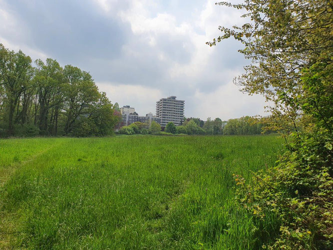 Diese feuchte Wiese ist noch in Nutzung, im Hintergrund der Boloh