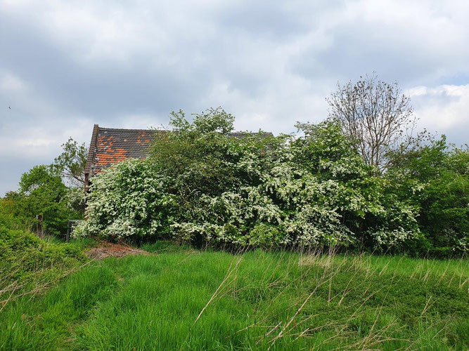 Alte Weißdornhecke vor dem Restbauernhof