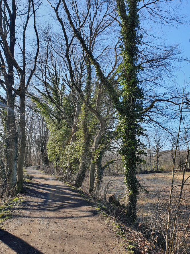 Bild 5 - Efeu hoch im Baum