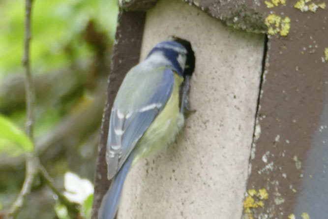 Blaumeise an Nistkasten