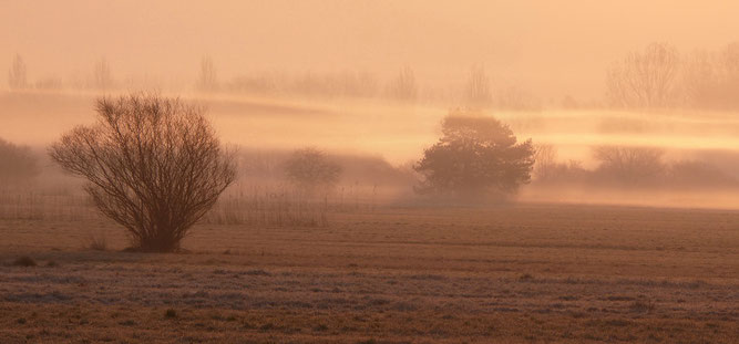 Vorhang auf für wunderschöne Nebelmomente wie hier im Radolfzeller Aachried - Foto: Heiner Werner