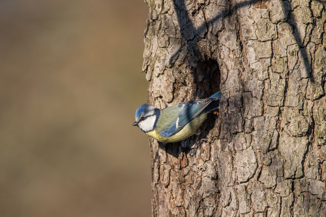 Blaumeise an Baumloch