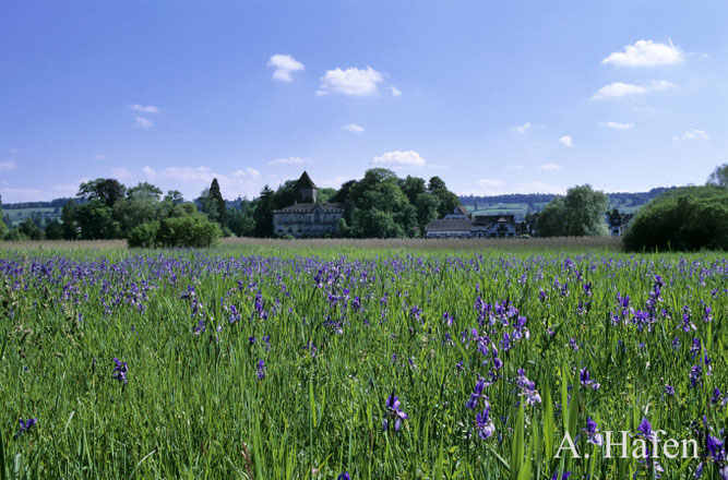 Im Mai beginnt die Irisblüte am Bodensee 
