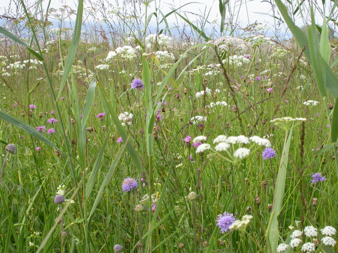 Blühende Riedwiese - Foto: NABU